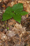 Virginia snakeroot